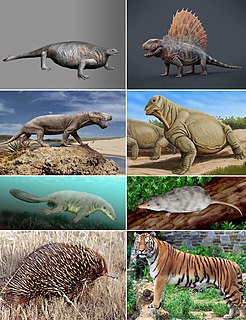 <span class="mw-page-title-main">Synapsid</span> Clade of tetrapods