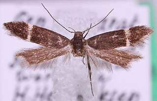 <i>Syncopacma wormiella</i> Species of moth