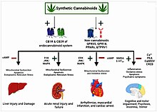 Synthetic cannabinoids are psychoactive substances that target the endocannabinoid system, which can alter the normal functioning of a diverse number of human organs.