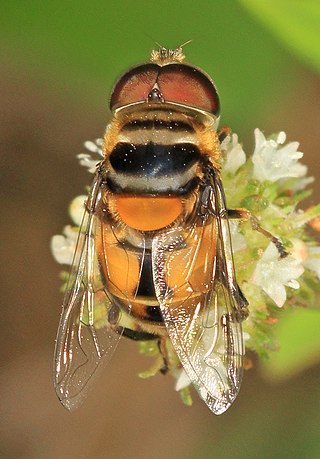 <i>Palpada agrorum</i> Species of fly