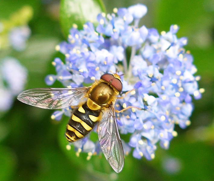 File:Syrphid hoverfly wasp mimic.jpg