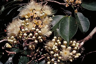 <i>Syzygium sayeri</i> Species of plant in the family Myrtaceae