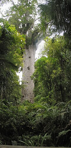 Image illustrative de l’article Les Arbres qui avaient des dents