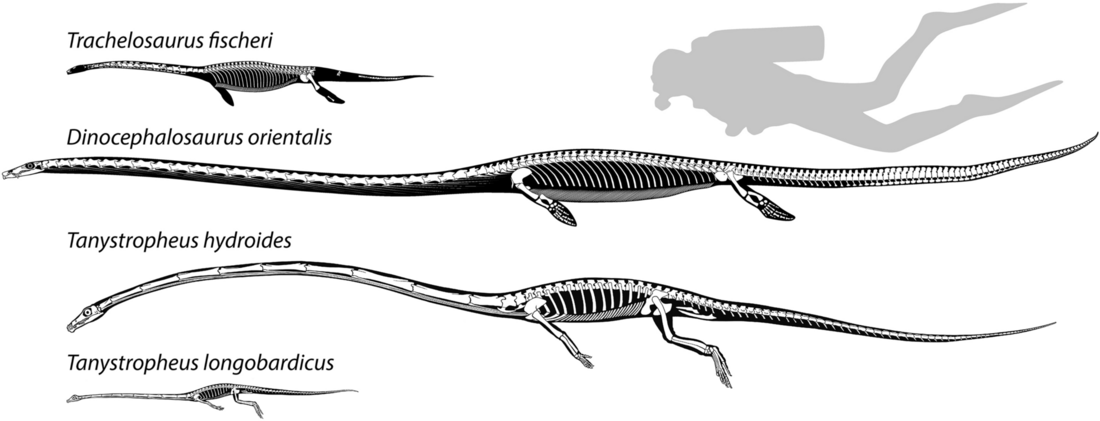 Tanysauria