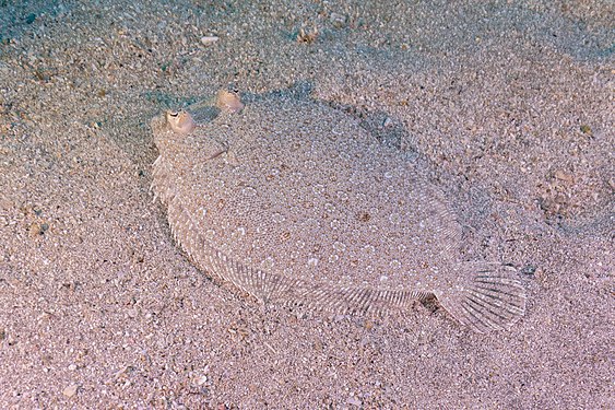 Bathysolea profundicola at Teno-Rasca. Photograph: Diego Delso