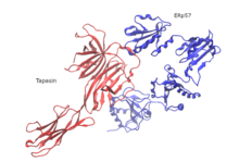 Crystal structure of Tapasin-ERp57 complex Tapasin-ERp57 structure.png