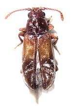 Miniatura para Cavognathidae