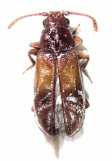 Cavognathidae Family of beetles