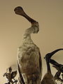 Un oiseau dans les réserves du Centre de conservation d’Histoire Naturelle Muséum Cuvier de Montbéliard.