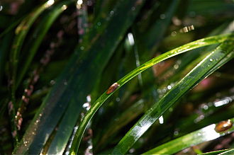 The habitat of Tectura palacea is the blades of surfgrasses in the genus Phyllospadix Tectura palacea 3.jpg