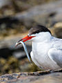 Common Tern with Sand Lance.