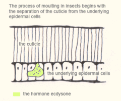 Процесс линьки у насекомых начинается с отделения кутикулы от подлежащих эпидермальных клеток. 