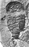 Fossils (figures 2-10) of the Silurian-Devonian eurypterid ("sea scorpion") Erieopterus The Eurypterida of New York plate 20 cropped.jpg