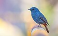 * Nomination The Plumbeous Water Redstart is jhor kathmandu Nepal. By User:Prasan Shrestha --Nabin K. Sapkota 16:31, 2 April 2024 (UTC) * Promotion  Support Good quality. --Poco a poco 19:46, 2 April 2024 (UTC)