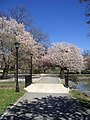 The Pond area in bloom.JPG