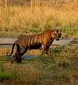 Tygři se v parném dnu rádi zchladí (NP Bandhavgarh)