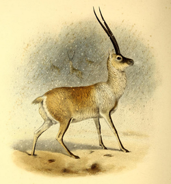 The book of antelopes (1894) Pantholops hodgsoni.png