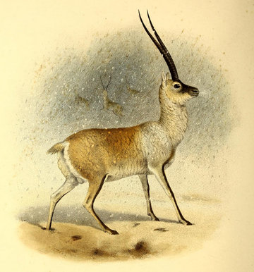 Tibetaanse antilope