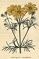 The botanic garden (Plate 16) - Coreopsis tenuifolia.jpg