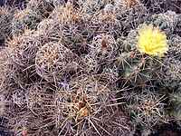 Thelocactus leucacanthus pm.jpg