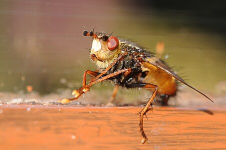 Tachina fera