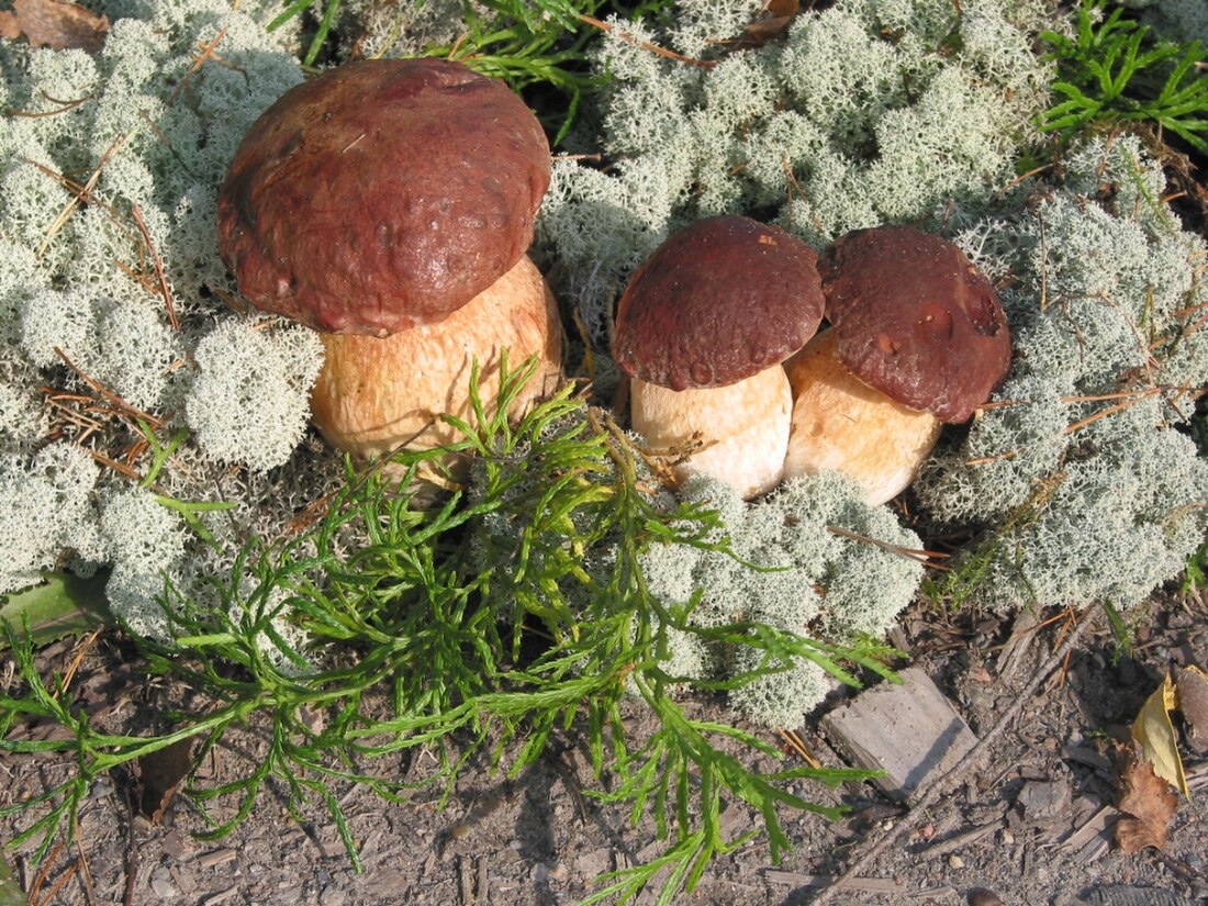 File:Three Boletus pinophilus.jpg