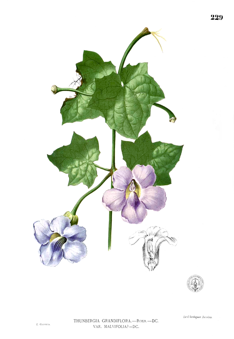 Thunbergia grandiflora - Wikipedia, la enciclopedia libre