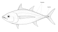Thunnus obesus (Bigeye tuna) diagram.GIF