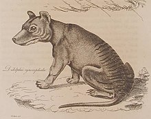 The earliest known non-indigenous illustration of a thylacine; from Harris' 1808 description Thylacine harris cropped.jpg