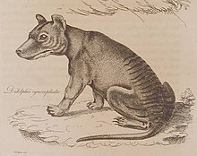 Thylacine - Simple English Wikipedia, the free encyclopedia