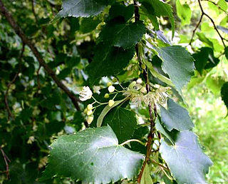 <i>Tilia cordata</i> Species of tree