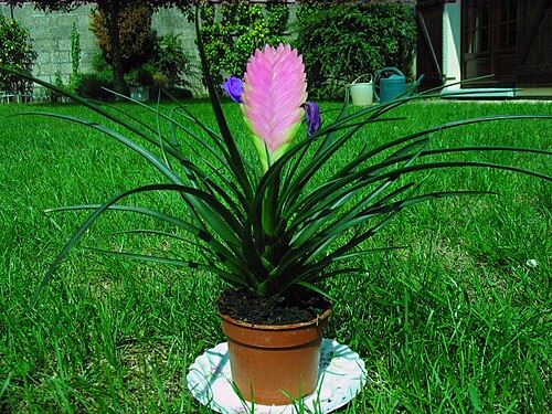 Tillandsia cyanea 002.jpg