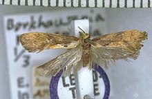 Tingena pronephela lectotype.jpg