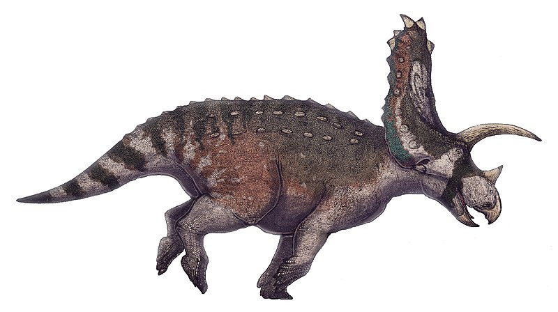 File:Titanoceratops ouranos life restoration.jpg