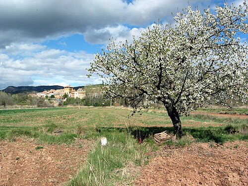 Vista general (occidental) de Torrealta (Valencia), desde la ribera izquierda del Turia, con detalle de cerezo en flor.