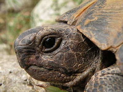 Testudo graeca (Common Tortoise)