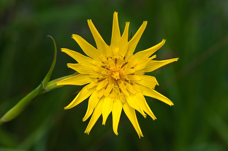 File:Tragopogon pratensis Mitterbach 02.JPG