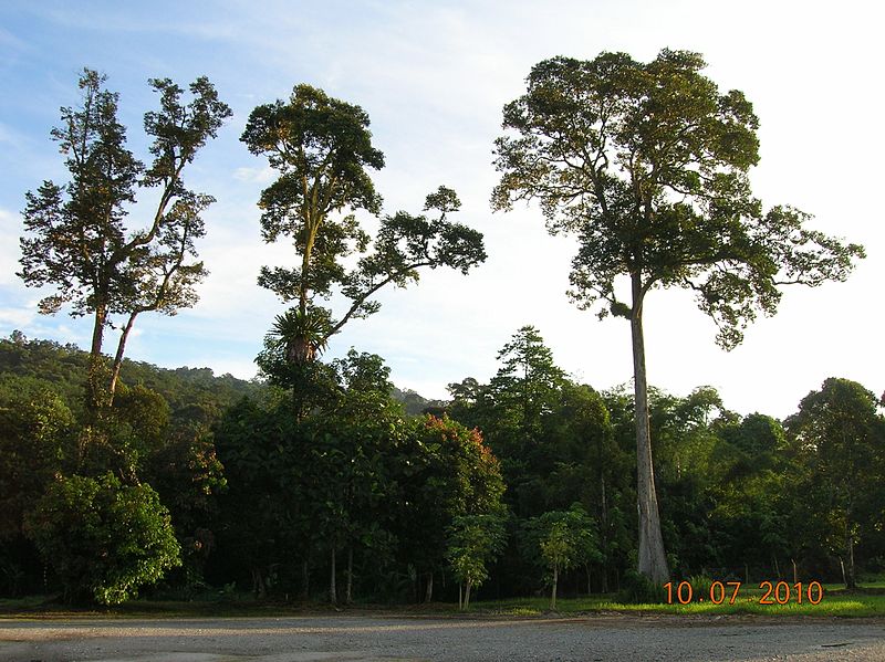 File:Trees in the compound of Masjid al-Mukmin, Kampong Batu 3, Jalan Pahang, 35000 Tapah, Perak - panoramio.jpg