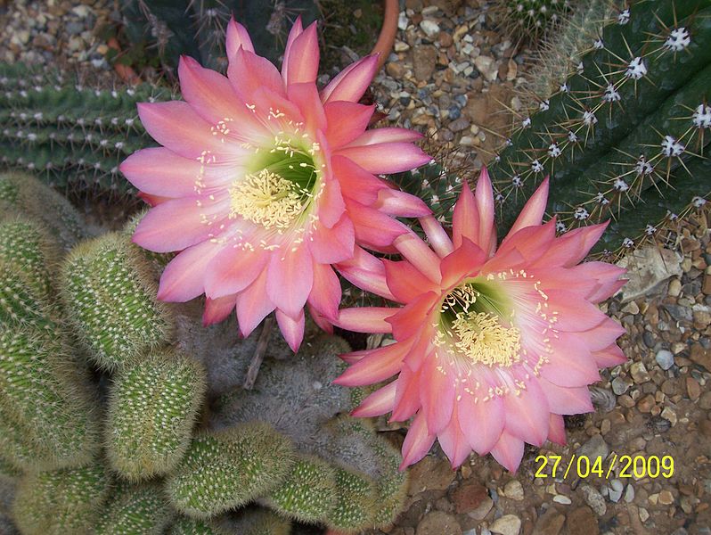 File:Trichocereus (Echinopsis) (3496883471).jpg