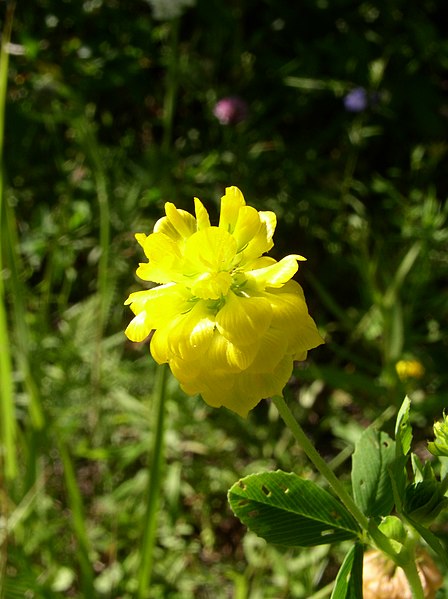 File:Trifolium aureum inflorescence 1 AB.JPG
