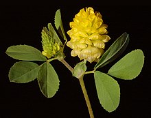 Trifolium campestre - Flickr - Kevin Thiele.jpg