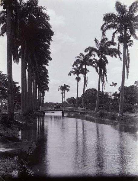 File:Tropenmuseum Royal Tropical Institute Objectnumber 60006304 Brug over een door koningspalmen omge.jpg