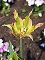 Tulipa 'Virichic', Tulipan 'Virichic', 2022-05-03