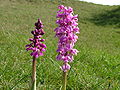 Orchis mascula