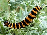 The black and yellow warning colours of the cinnabar moth caterpillar, Tyria jacobaeae, are avoided by some birds. Tyria jacobaeae caterpillar.jpg