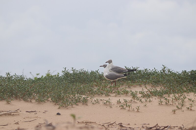 File:Un couple de mouettes à tête grise au Parc National du Delta du Saloum au Sénégal 24.jpg