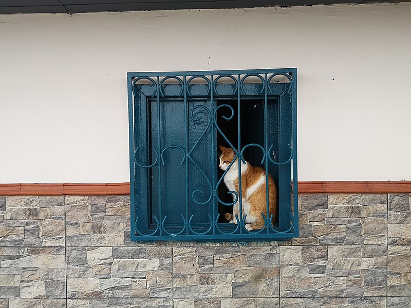 File:Un gato en una ventana de Sonsón.jpg