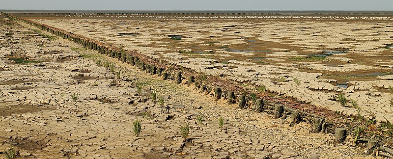 File:Uniek door eb en vloed steeds wisselend kweldergebied. Locatie, Noarderleech Provincie Friesland. Nederlandse waddenkust 02.JPG