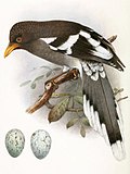 Thumbnail for White-winged magpie