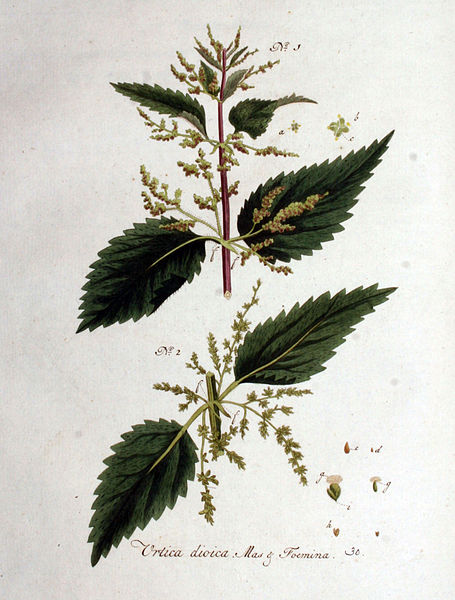 File:Urtica dioica — Flora Batava — Volume v1.jpg